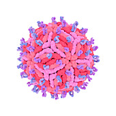 West Nile virus, illustration