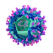 West Nile virus structure, illustration