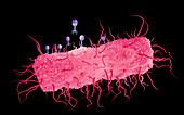 Bacteriophages infecting E. coli bacterium, illustration
