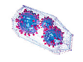 Coronaviruses caught in net, conceptual illustration