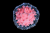 Coronavirus caught in net, conceptual illustration