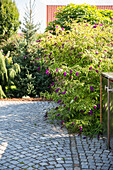 Purple summer lilac (Buddleja davidii) in the driveway