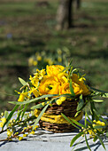 Bouquet of ranunculus, mimosa, narcissus, forsythia in a basket (Ranunculus)