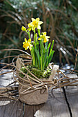 Eingepflanzte Narzissen im Topf aus Sackstoff, umwickelt mit Grashalmen (Narcissus)