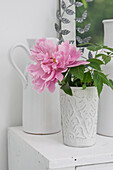 Peony in tin vase, on white wooden cabinet (Paeonia)