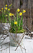 Eingepflanzte Narzissen im Korb, mit Herz aus knospigen Zweigen (Narcissus)