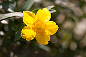 Johanniskrautblüte (Hypericum perforatum) am Strauch