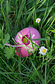 Easter egg decorated with ribbon and daisy blossom, lying in the grass