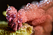 Slime mould with water droplets