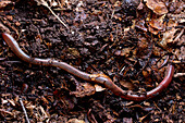 Earthworm on forest floor