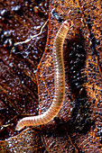 Geophilic centipede