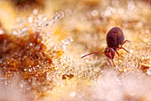 Springtail on frost crystals