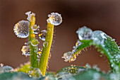 Frozen drop of water