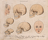 Physiognomy, 19th century illustration