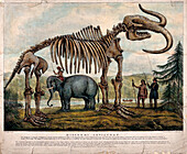 Mammoth skeleton exhibit, 19th century illustration