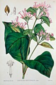 Cinchona plant, 19th century illustration