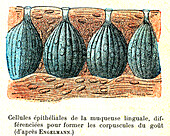 Tongue anatomy, illustration