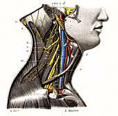 Deep cervical plexus, illustration
