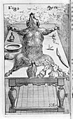 Intravenous infusion, 17th century illustration