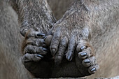 Chacma baboon hands and feet