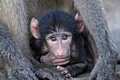 Chacma baboon infant