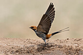 Lesser striped swallow taking off
