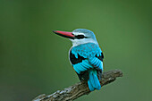 Woodland kingfisher