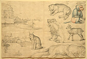 Animal sketches by Durer