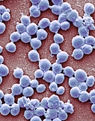 Group A Streptococcus bacteria, SEM