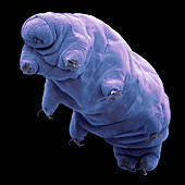 Tardigrade, SEM