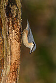 Eurasian nuthatch feeding