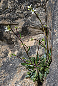 Bristol rockcress (Arabis scabra) in flower