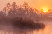 Lake, reed-bed and alder trees at dawn