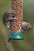 Brown rats feeding at bird feeder