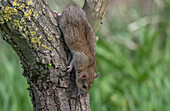 Brown rat climbing a tree