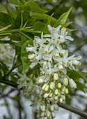 Caucasian bladdernut (Staphylea colchica) in flower
