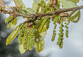 Algerian oak (Quercus canariensis) in flower