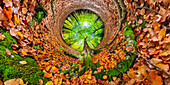 Autumnal woodland, 360 degree image