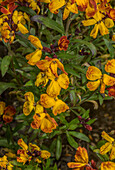 Wallflower (Erysimum cheiri) in flower