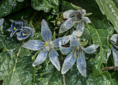 Mandrake (Mandragora officinarum) in flower