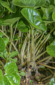 Asarabacca (Asarum europaeum) in flower