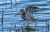 Common snipe