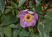 Balearic peony (Paeonia cambessedesii) in flower; endemic to Mallorca