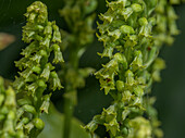 Two-leaved gennaria (Gennaria diphylla) orchid in flower