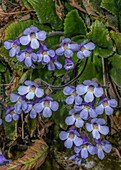 Orpheus flower (Haberlea rhodopensis) in flower