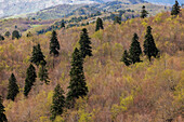 King Boris fir and beech forests