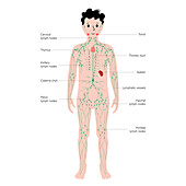 Lymphatic system, illustration