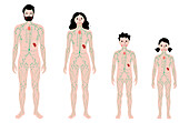 Lymphatic system, illustration