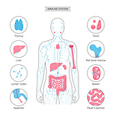 Lymphatic system and organs, illustration