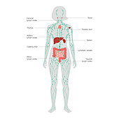 Lymphatic system and organs, illustration